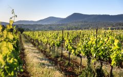 Domaine de Triennes  Winery Image