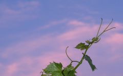 The Language of Yes The Language of Yes Vine Tendril Winery Image