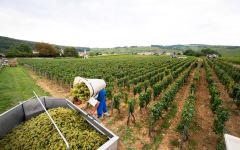 Christophe Cordier Harvesting Winery Image